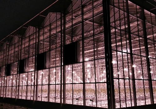 智能連棟玻璃溫室蔬菜大棚建設(shè)優(yōu)點(diǎn)