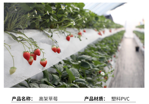 草莓溫室大棚建設一畝需要多少錢？