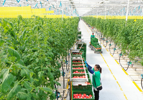 新型農(nóng)業(yè)科技之光——荷蘭模式無(wú)土栽培設(shè)備