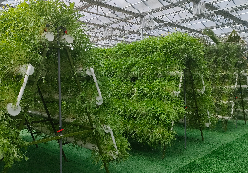 什么是無(wú)土栽培立體種植？